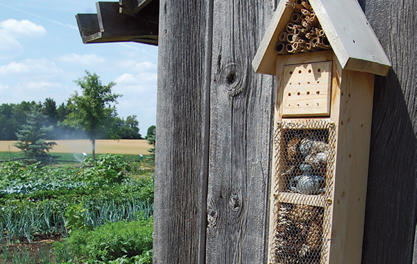 Protecting insects the next big thing in gardening | Reno + Decor